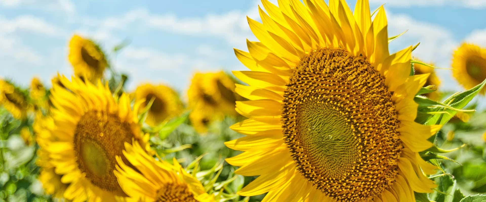 Summer Sale: Up to 50% Off