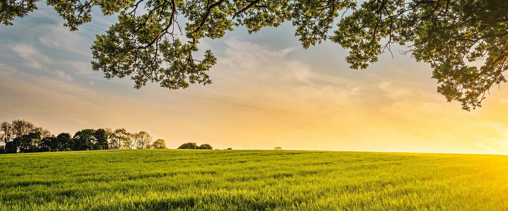 Upcoming Webinar: REST APIs